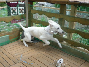 f:id:buhi84shin:20090618133328j:image
