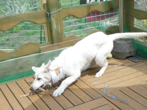 f:id:buhi84shin:20090618133333j:image