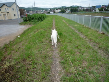 f:id:buhi84shin:20090619113937j:image