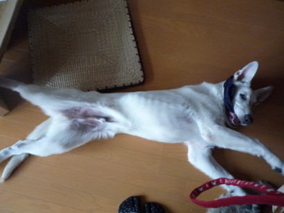 f:id:buhi84shin:20090619164625j:image