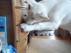 f:id:buhi84shin:20090620121914j:image
