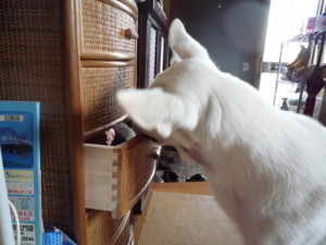 f:id:buhi84shin:20090620121923j:image