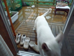 f:id:buhi84shin:20090623153802j:image