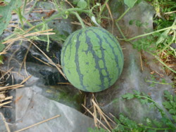 f:id:buhi84shin:20090627072750j:image f:id:buhi84shin:20090627072750j:image