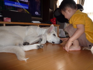 f:id:buhi84shin:20090714111154j:image:right