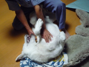 f:id:buhi84shin:20090901190814j:image:left