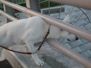 f:id:buhi84shin:20090902052556j:image:left