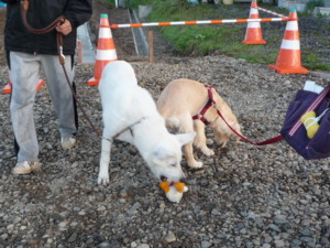 f:id:buhi84shin:20090902053402j:image:right