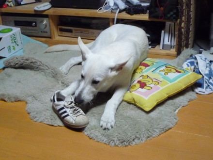 f:id:buhi84shin:20090902205630j:image