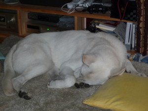 f:id:buhi84shin:20090904063645j:image:right