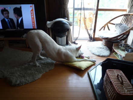 f:id:buhi84shin:20090904071628j:image
