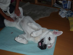 f:id:buhi84shin:20090905062749j:image:right