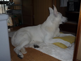 f:id:buhi84shin:20090907145414j:image:right