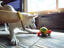 f:id:buhi84shin:20090908110101j:image:left f:id:buhi84shin:20090908110101j:image:left