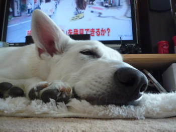 f:id:buhi84shin:20090912073021j:image:right f:id:buhi84shin:20090912073021j:image:right