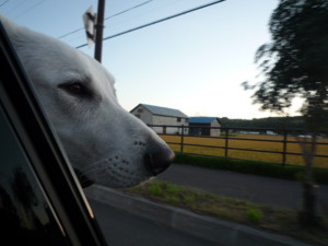 f:id:buhi84shin:20090914173108j:image:left f:id:buhi84shin:20090914173108j:image:left