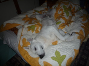 f:id:buhi84shin:20090916005818j:image:right f:id:buhi84shin:20090916005818j:image:right
