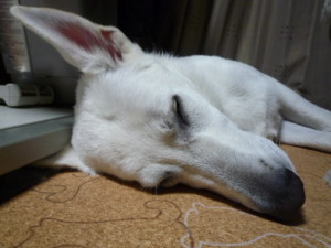 f:id:buhi84shin:20090922205301j:image:left f:id:buhi84shin:20090922205301j:image:left