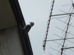 f:id:buhi84shin:20090924110048j:image:right f:id:buhi84shin:20090924110048j:image:right