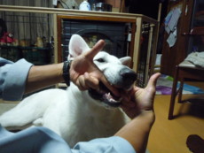 f:id:buhi84shin:20090924193734j:image:right f:id:buhi84shin:20090924193734j:image:right