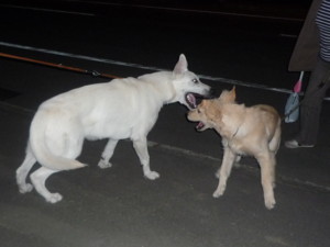 f:id:buhi84shin:20090927193920j:image:right