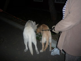 f:id:buhi84shin:20090927195958j:image:left