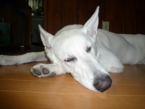 f:id:buhi84shin:20090929190353j:image:right