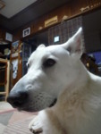 f:id:buhi84shin:20091005174137j:image:left