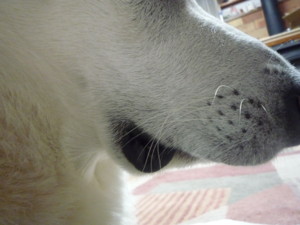 f:id:buhi84shin:20091005174759j:image:left