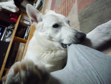 f:id:buhi84shin:20091005174818j:image