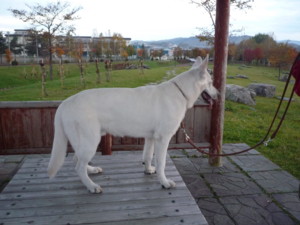 f:id:buhi84shin:20091017164856j:image:right