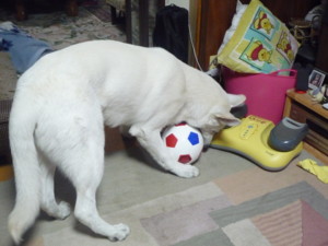 f:id:buhi84shin:20091103191632j:image:right