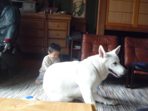 f:id:buhi84shin:20091105112029j:image:left