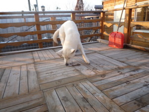 f:id:buhi84shin:20091107071535j:image:left