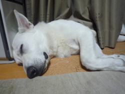 f:id:buhi84shin:20091107223654j:image:left