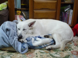 f:id:buhi84shin:20091109222905j:image:left