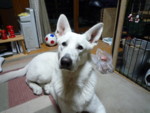 f:id:buhi84shin:20091113172225j:image:right