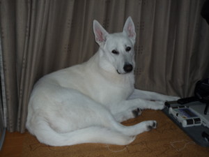 f:id:buhi84shin:20091114184033j:image:left