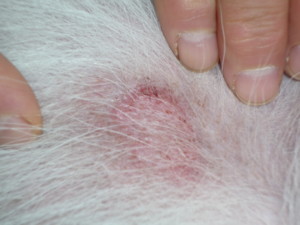 f:id:buhi84shin:20091115054152j:image:right