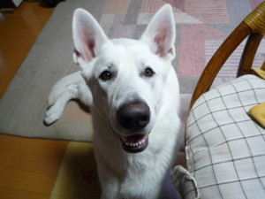 f:id:buhi84shin:20091115072911j:image:left