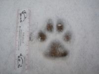 f:id:buhi84shin:20091117084232j:image:right