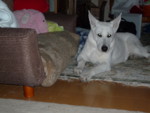 f:id:buhi84shin:20091117160527j:image:left