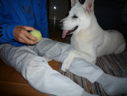 f:id:buhi84shin:20091119151202j:image:right