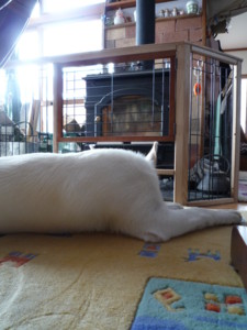 f:id:buhi84shin:20091120103436j:image:right