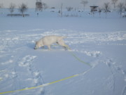 f:id:buhi84shin:20091121144136j:image:left