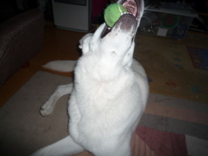 f:id:buhi84shin:20091127150523j:image:left