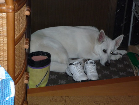 f:id:buhi84shin:20091127194637j:image