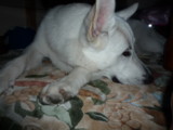 f:id:buhi84shin:20091201192056j:image:left