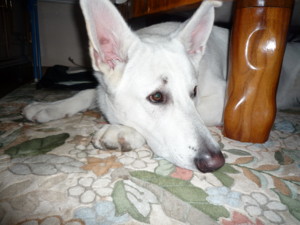 f:id:buhi84shin:20091201192145j:image:right