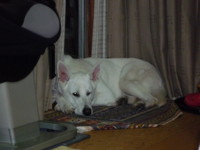 f:id:buhi84shin:20091206220708j:image:right